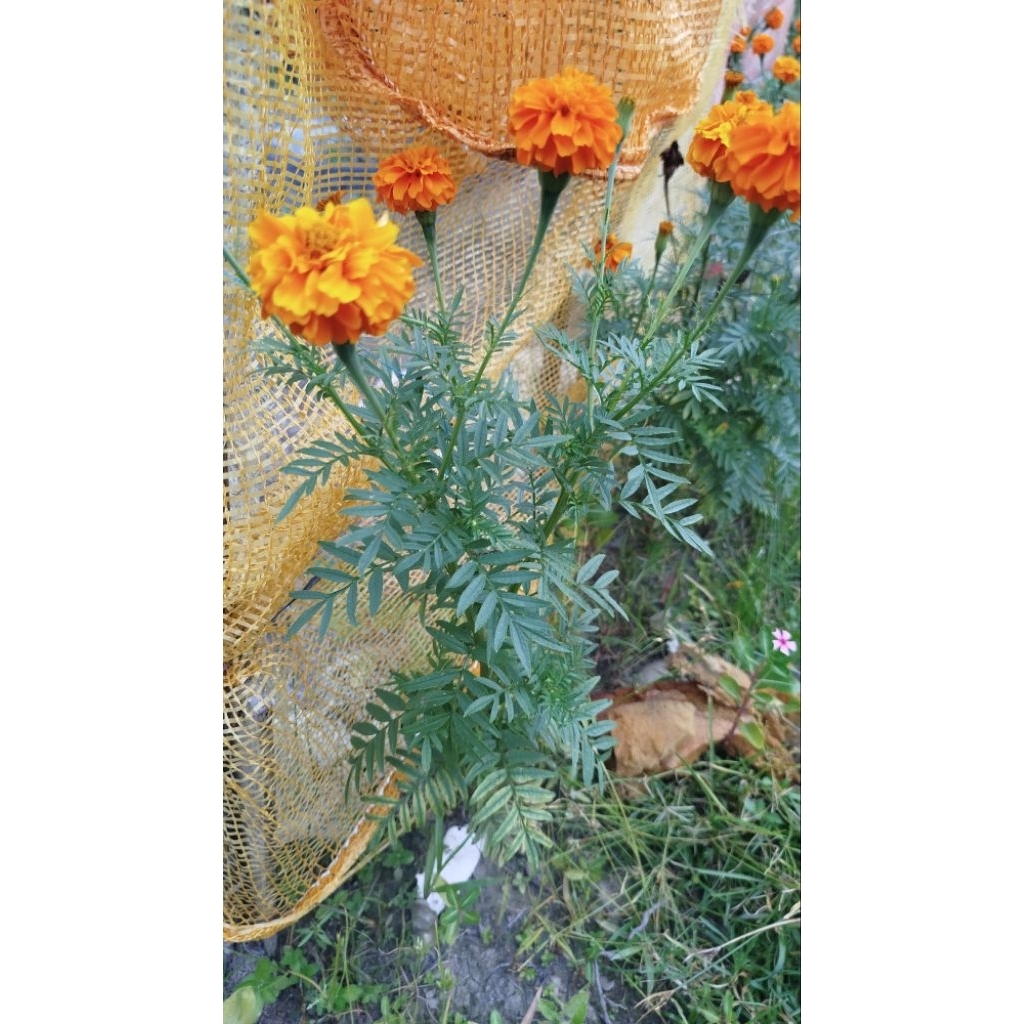 Bibit Bunga TAI AYAM marigold siap tanam/ batang