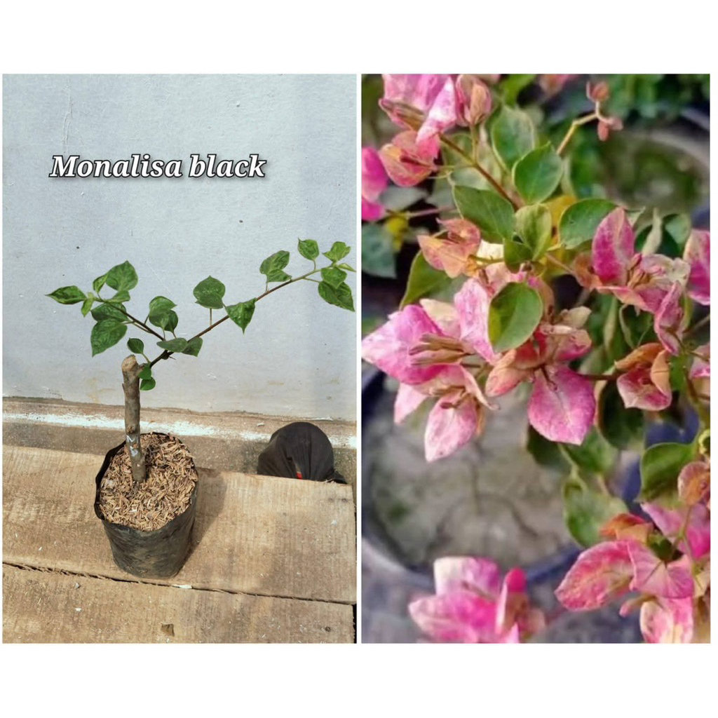 ( BISA COD ) TERMURAH Tanaman Hias Bougenville  Citra Black - Bibit Tanaman Bougenville Bunga Kertas