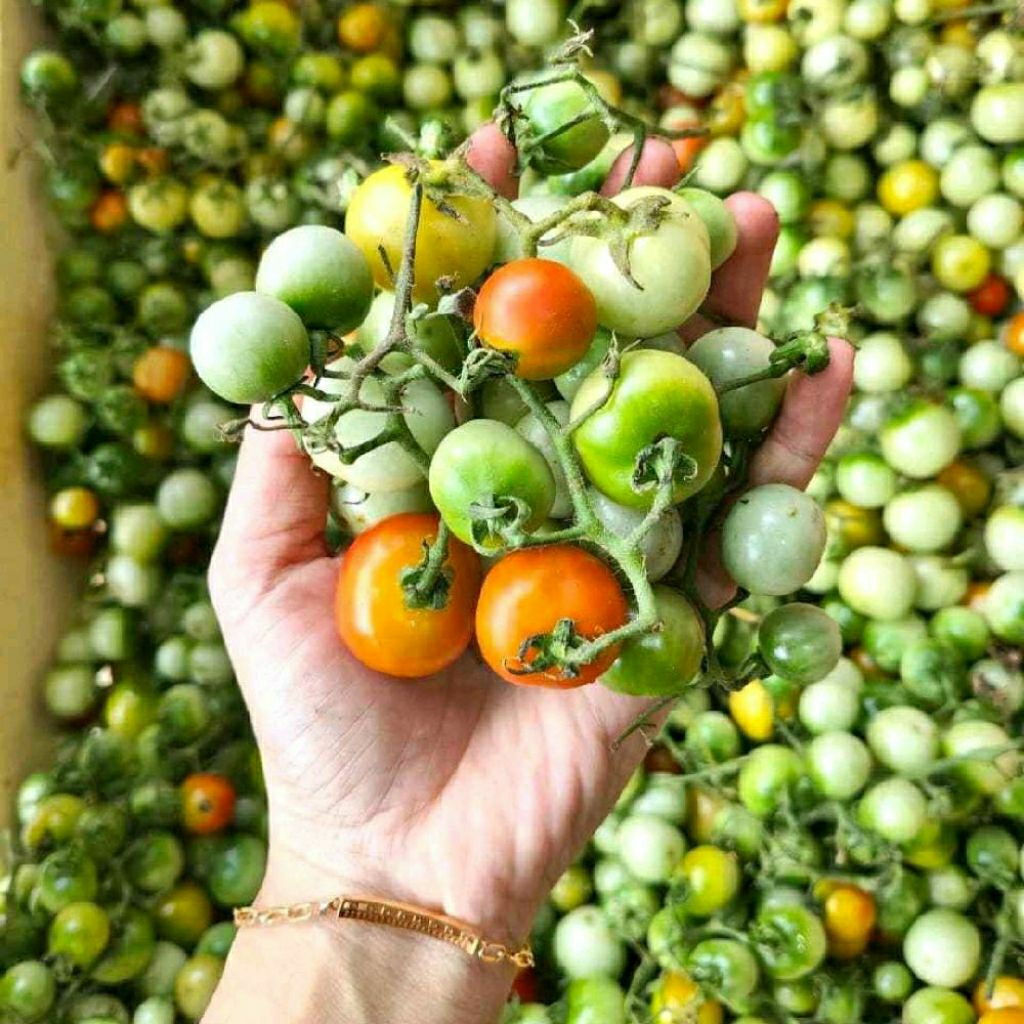 Tomat Rampai Kecil Segar 1kg | Rampai Sambal Khas Lampung