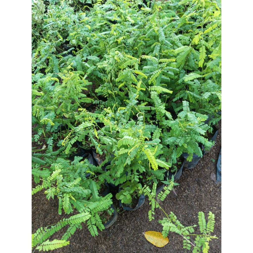 Pohon Saga / Pohon Daun Saga Bibit Tanaman Pohon Daun Saga