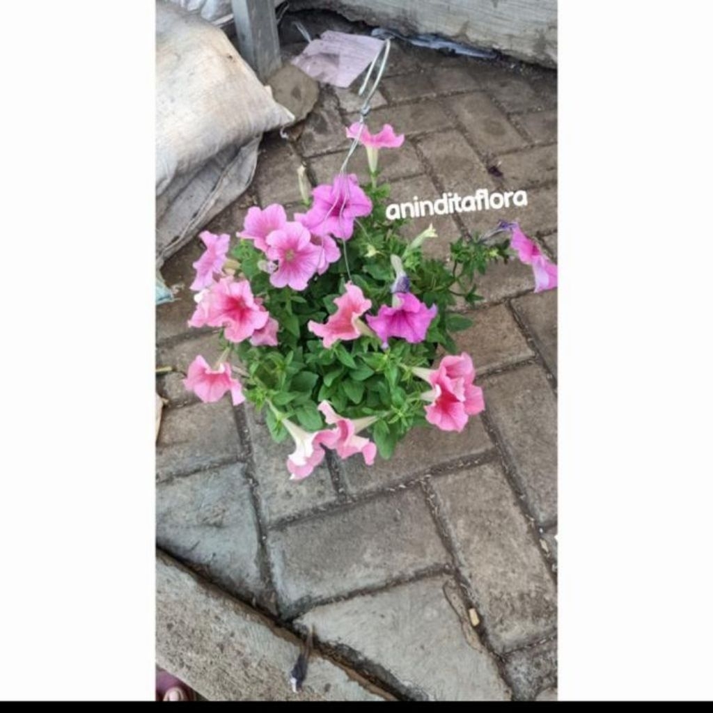 tanaman hias bunga petunia gantung/bunga pitunia gantung + pot