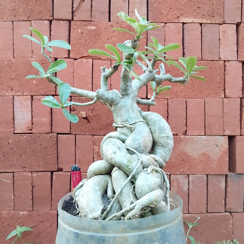 Adenium bonggol jumbo | Bonsai kamboja Jepang real pict K1