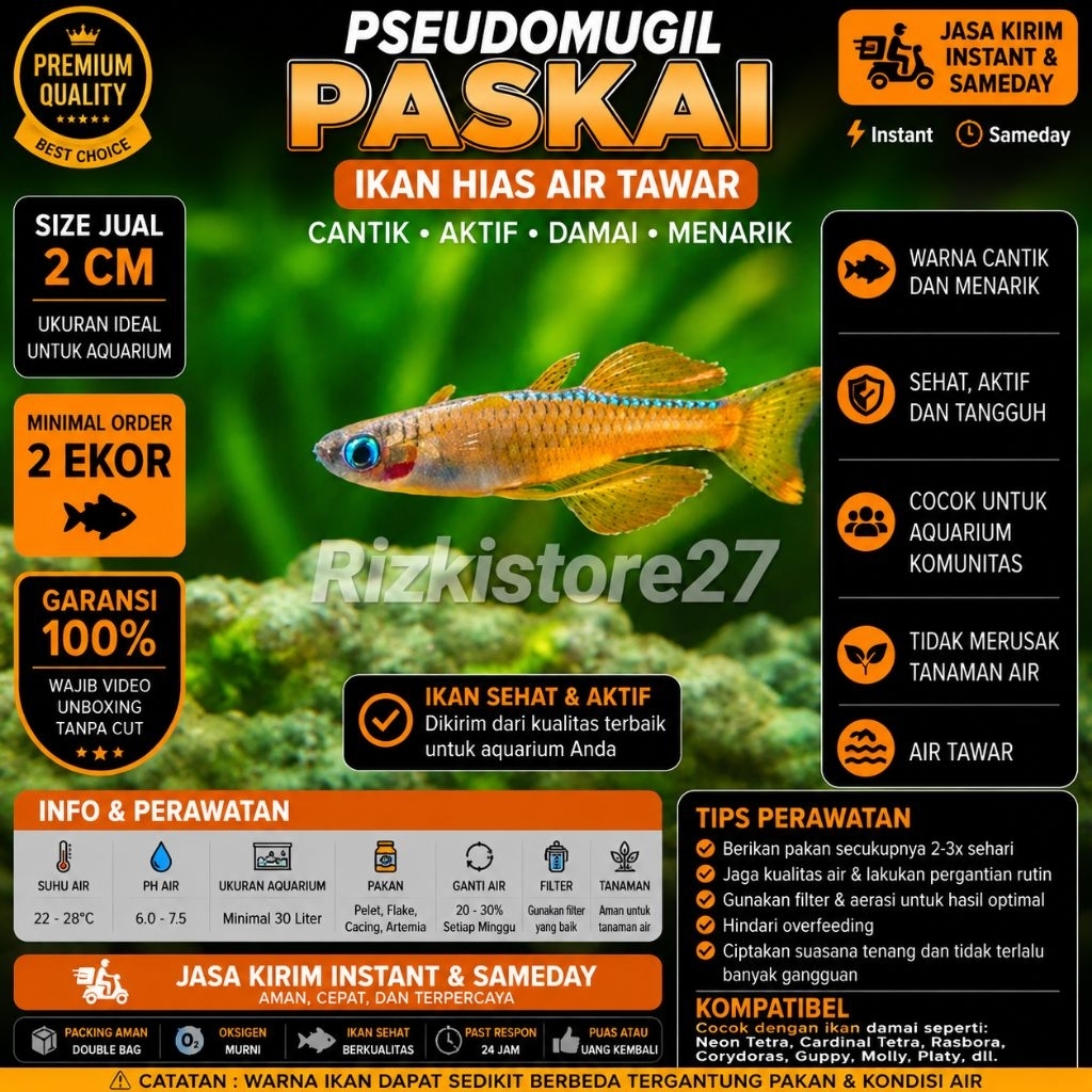 Pseudomugil Paskai Size 2 Cm Ikan Hias Rainbow Eye Blue Aquascape
