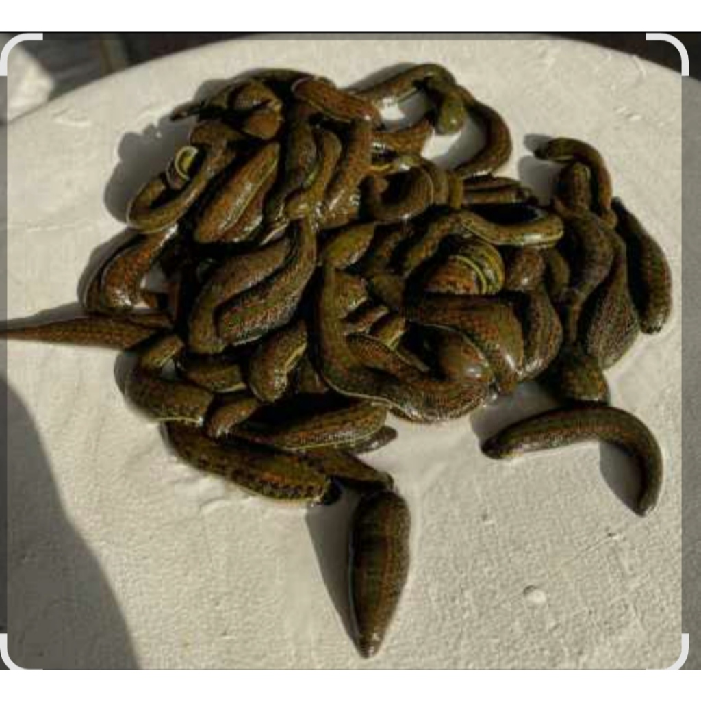 MINYAK LINTAH HITAM MINYAK ASLI HERBAL