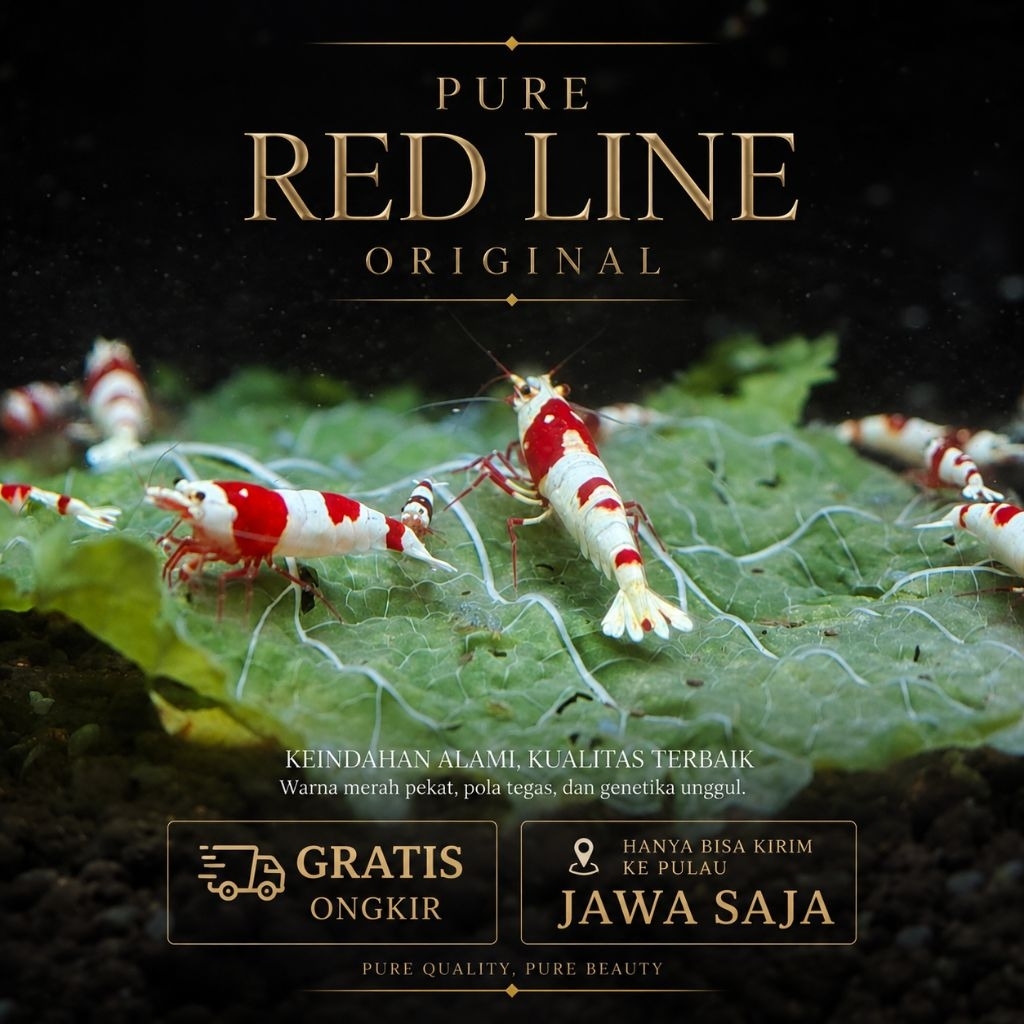 Udang hias caridina PRL pure red line cocok untuk aquascape