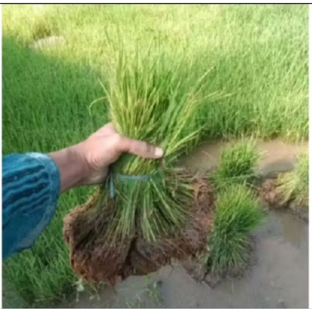 benih/bibit padi siap tanam padi PANDAN WANGI padi lokal unggul di jual per-iket isi 250 pohon padi
