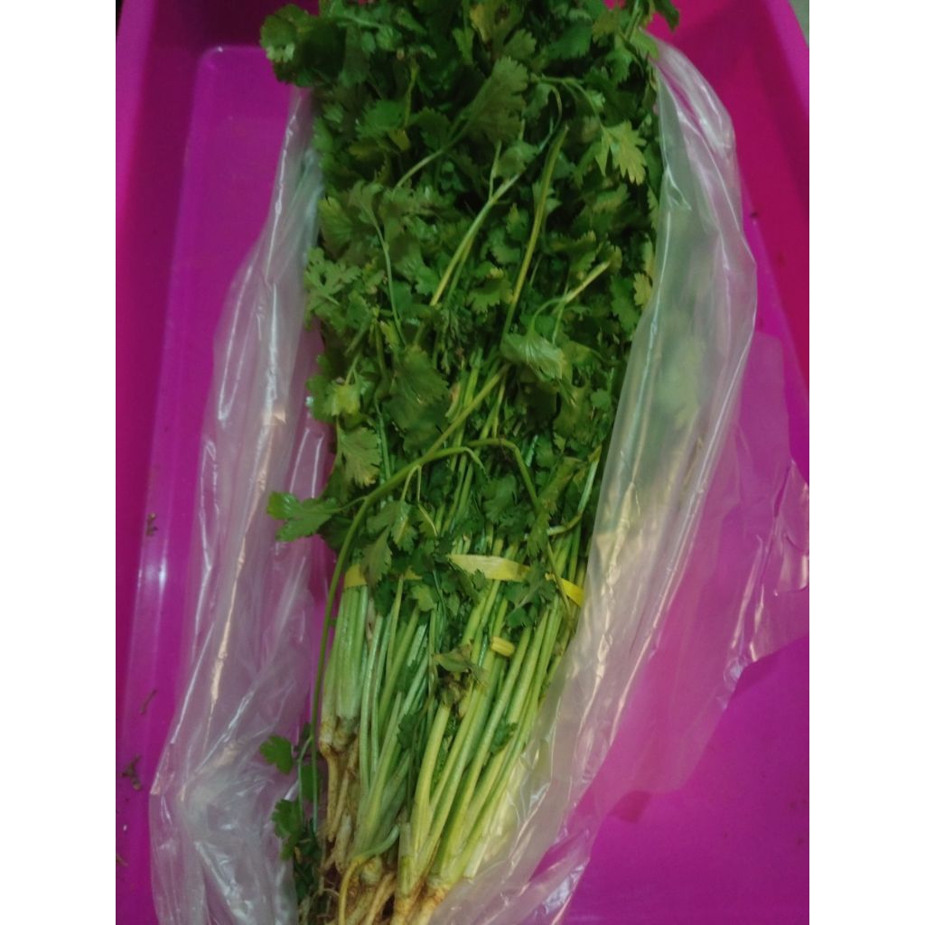 Cilantro / Coriander / Sayur Daun Ketumbar segar