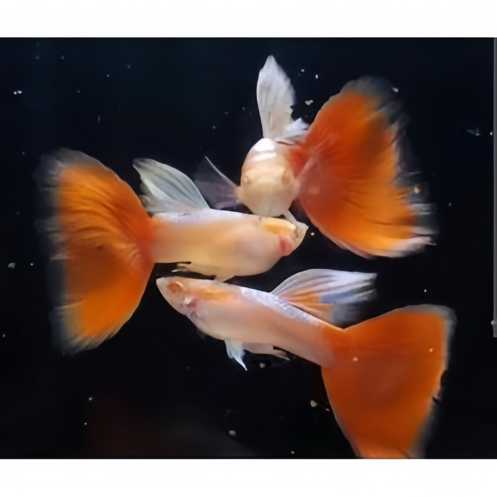stiker guppy albino sky red jantan
