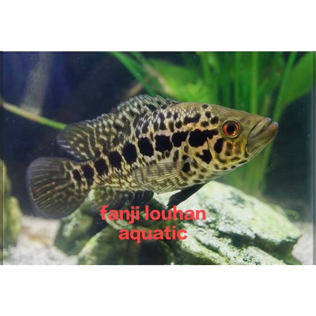 ikan Jaguar size 20 cm