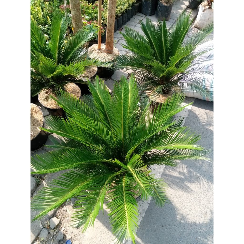 Tanaman Hias Sikas Super + Pot
