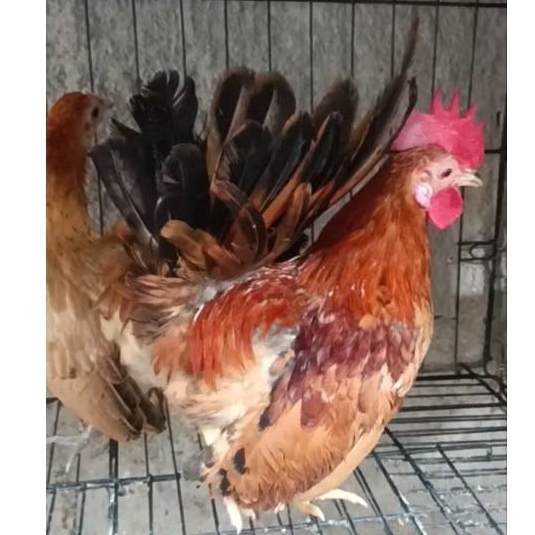 ayam kate jantan dewasa