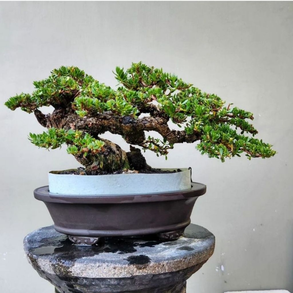 Bahan Bonsai Santigi Karang Nuso Barong