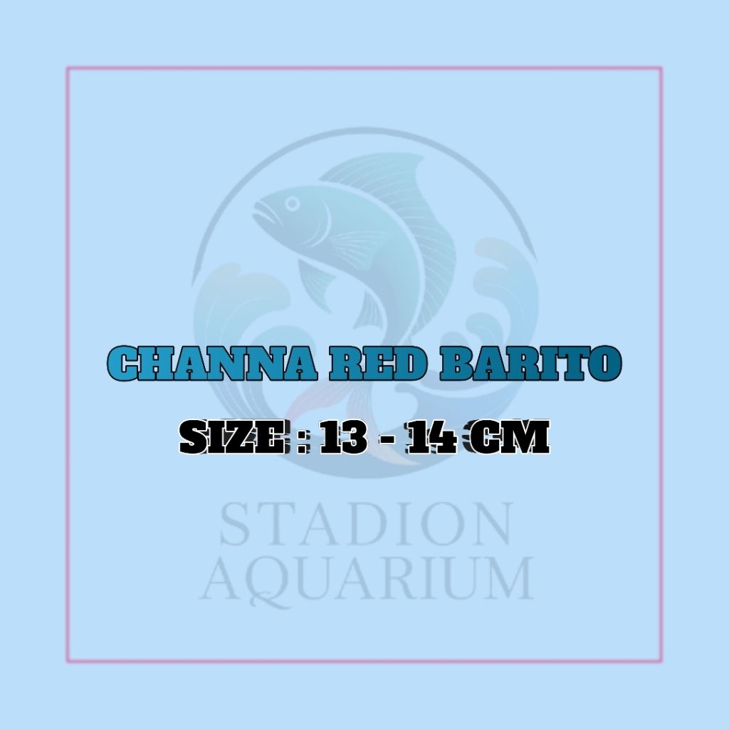 IKAN CHANNA RED BARITO SIZE 13 - 14 CM