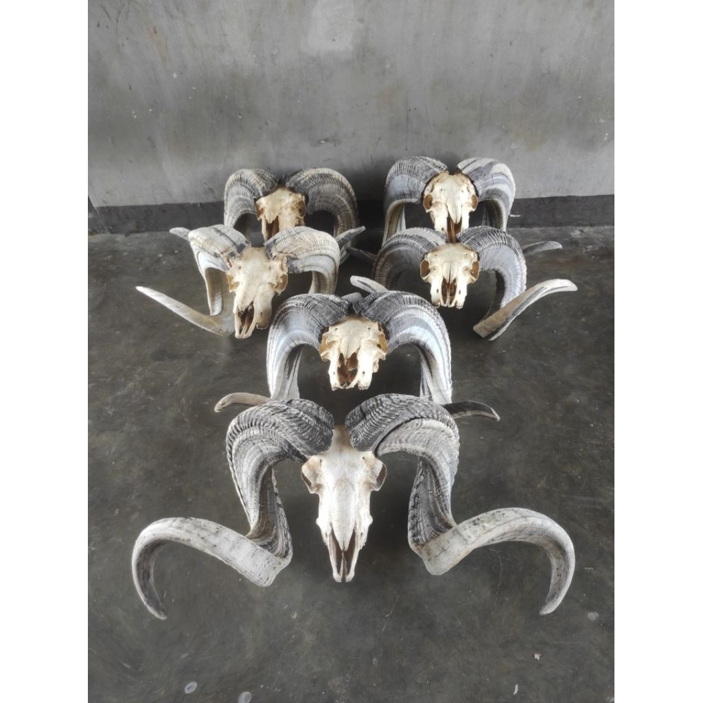 Hiasan/Pajangan Tanduk Domba Garut Super