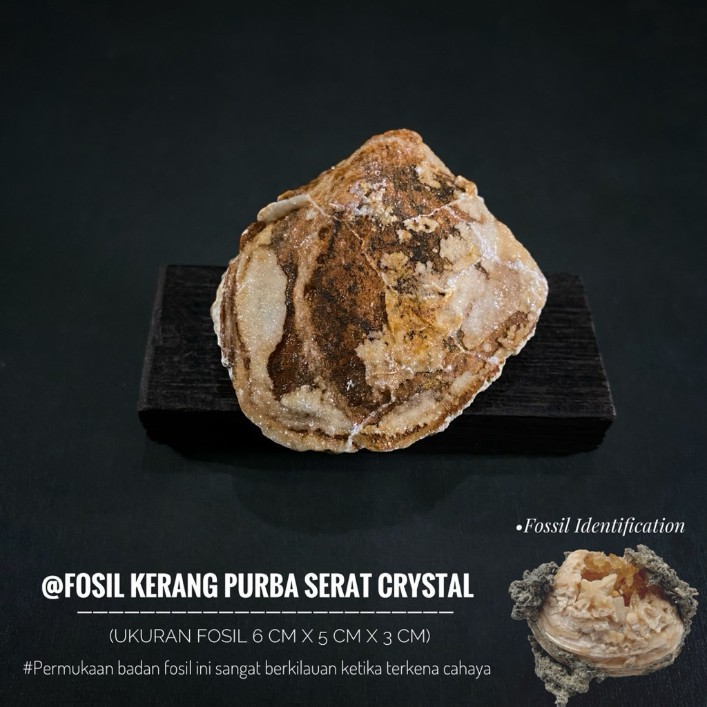 Fosil Kerang Purba Crystal B27 atau Fosil Kerang Temuan atau Fossil Shell atau Fosil Kijing Kristal 