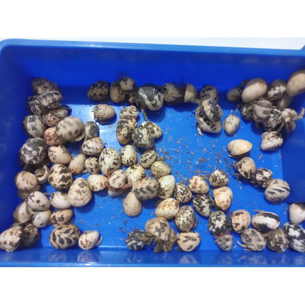 kelomang umang-umang 1 kg cangkang hitam putih & warna
