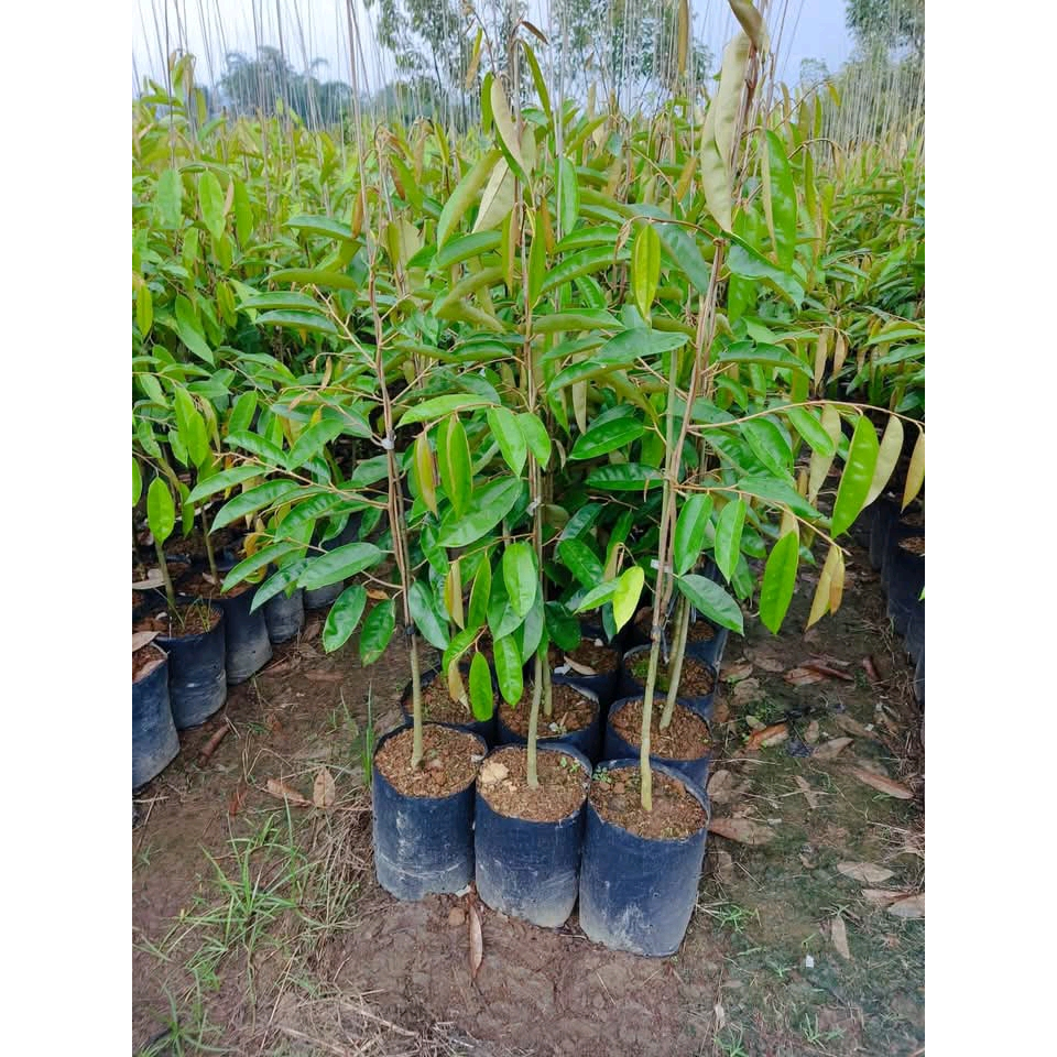 Paket Hemat 3 Bibit Durian Musang King Jumbo Siap Tanam Full Media Free Packing Kayu
