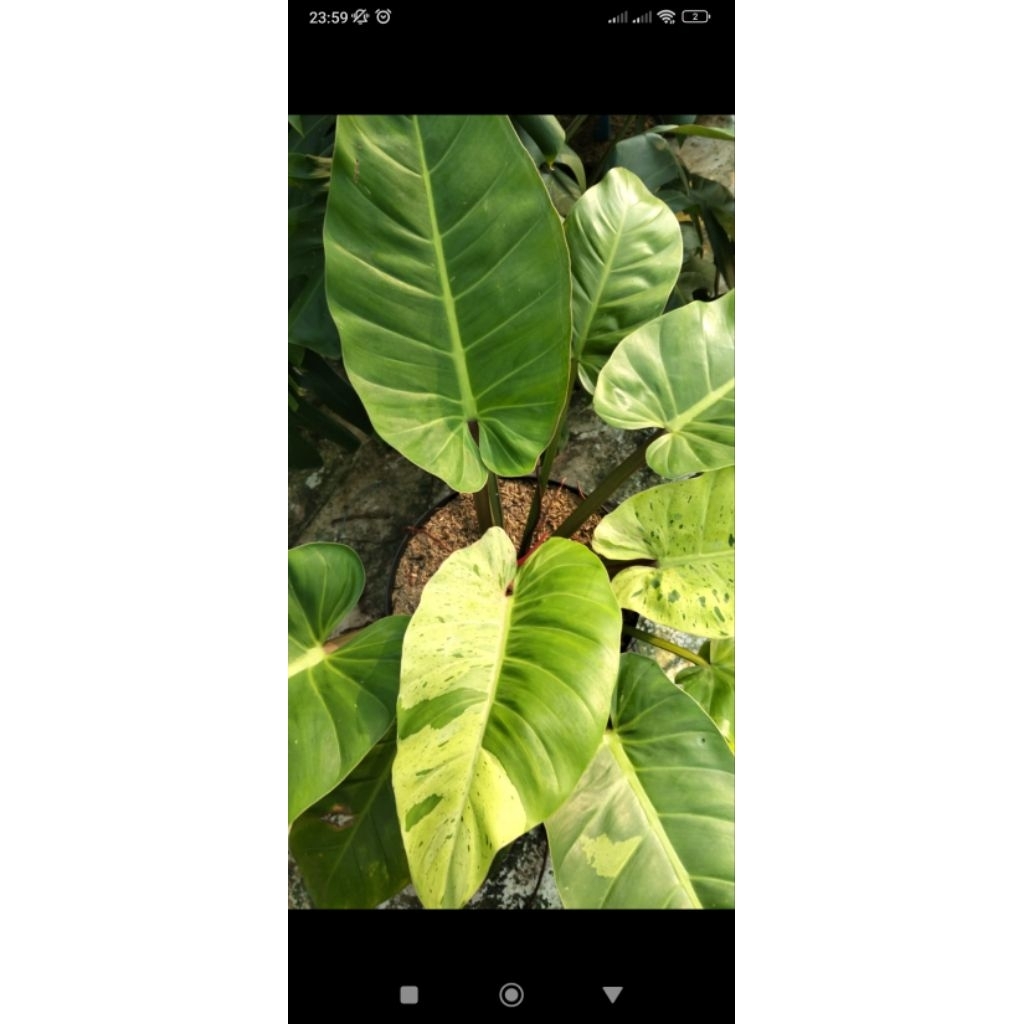 Tanaman hias philodendron Melodii Variegata cakep