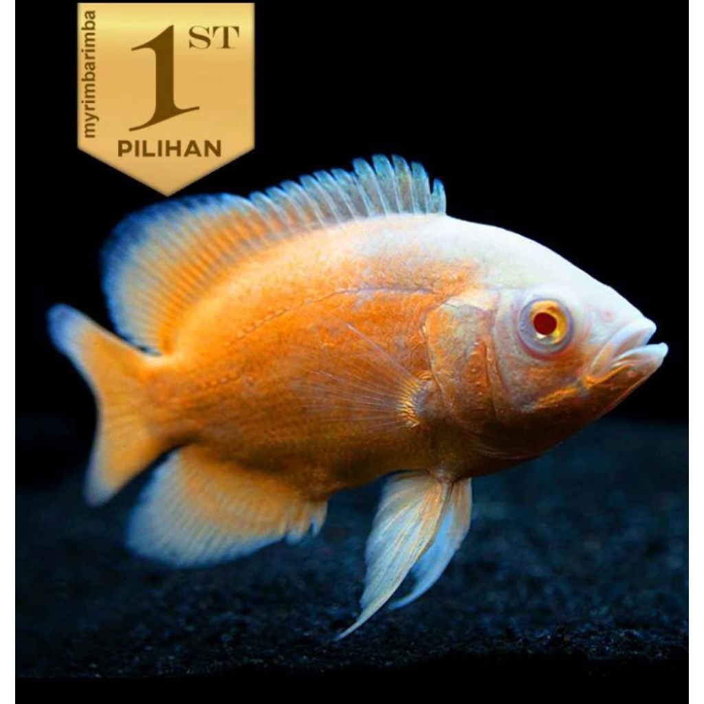 5 Ekor Oscar Paris Albino Ikan Hias Predator Hiasan Aquarium Aquascape
