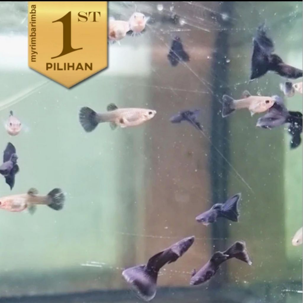 Paket Koloni (isi 20) Guppy Black Moscow Jantan Betina Mix Ikan Hias Aquarium Tanaman Hiasan Aquasca