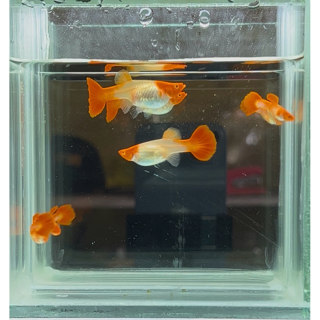 Guppy_AlbinoKoi
