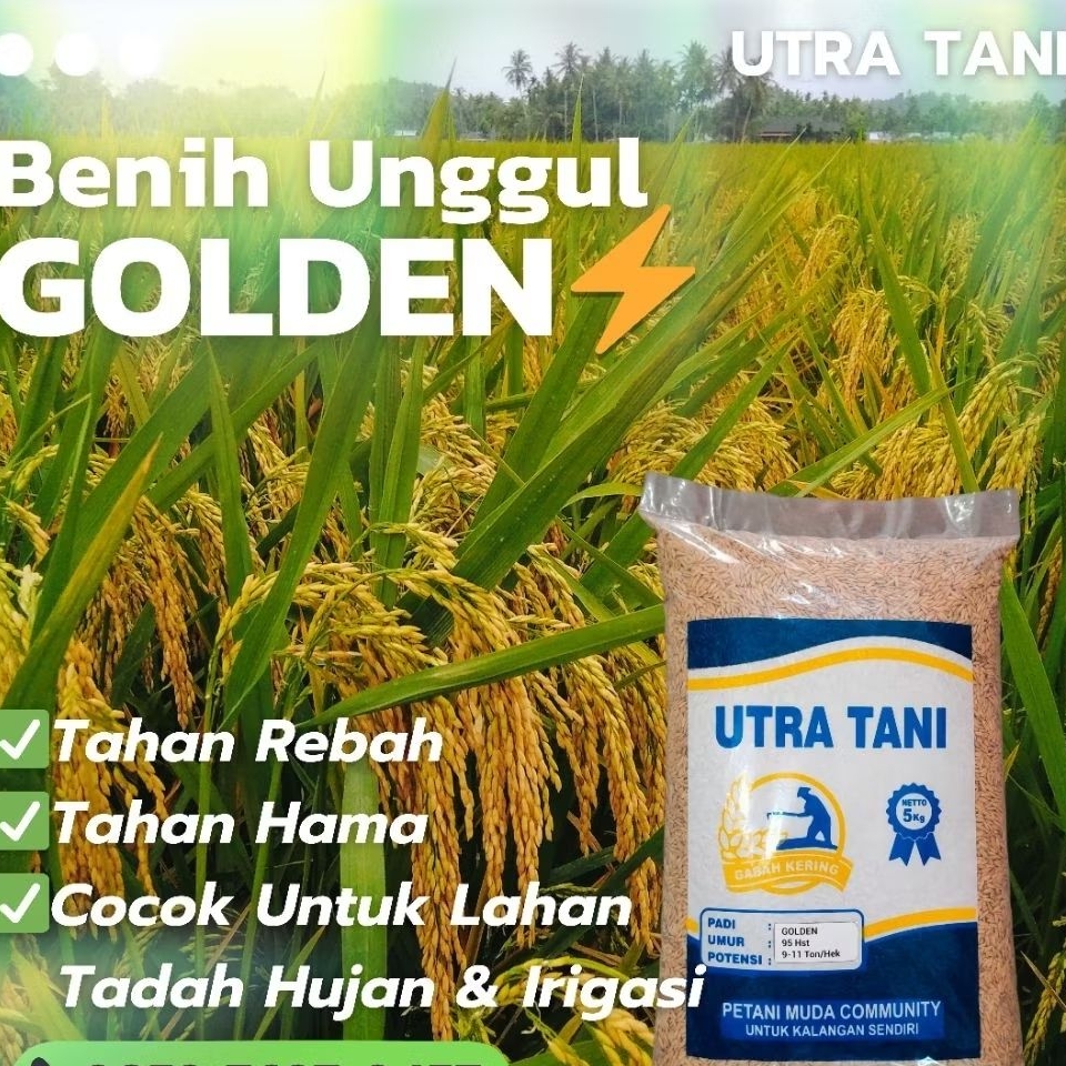 Benih padi Golden Petir 5 Kg UTRA TANI bibit golden petir
