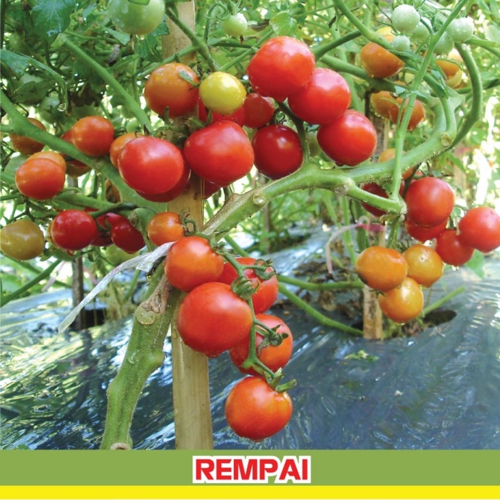 Bibit rampai Lampung tomat kecil