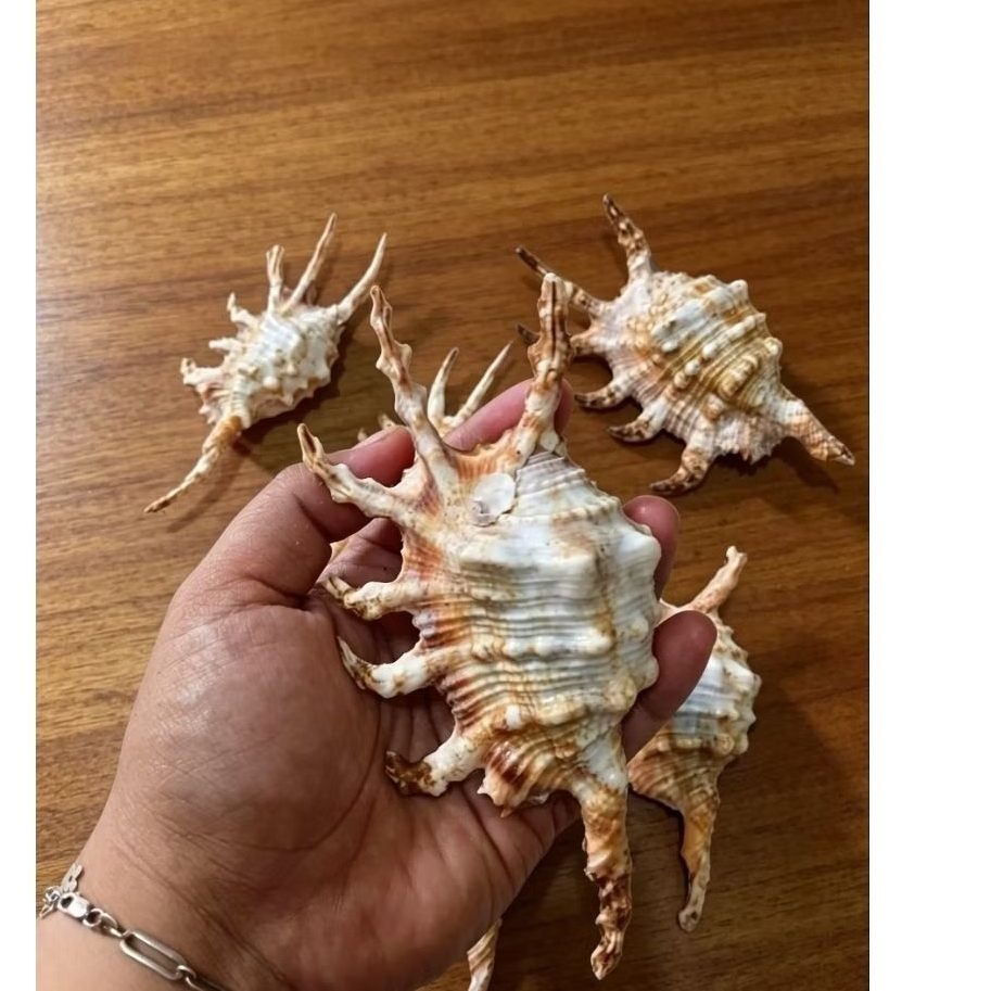 Cangkang kerang scorpion conch/ Lambis scorpion seashell