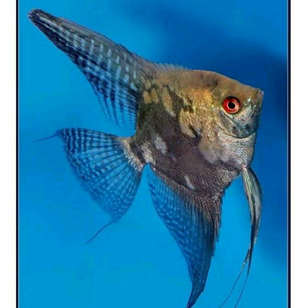 Hiasan Aquarium Ikan Hias Manfish Smokey Anakan 3~5cm