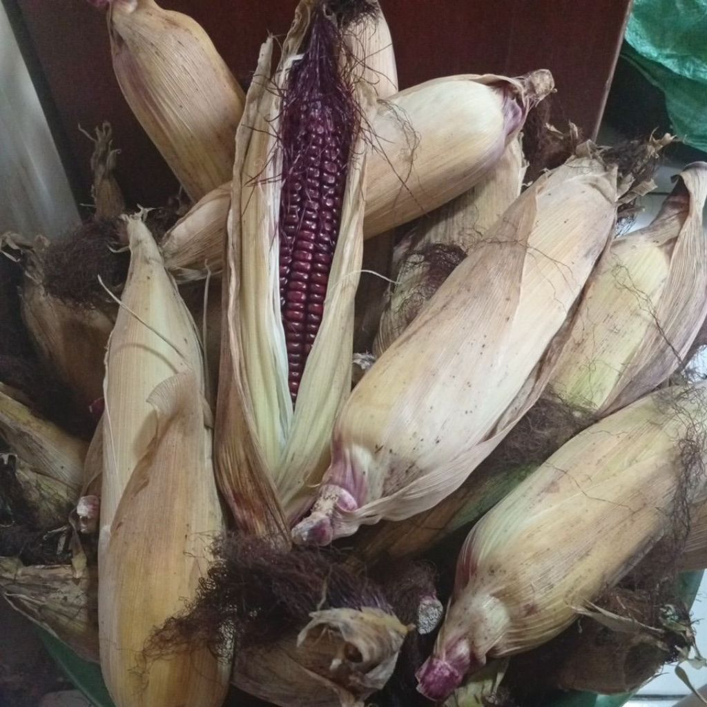 Jagung Manis 1 kg - Jagung Ketan Ungu Segar, Kualitas Terbaik