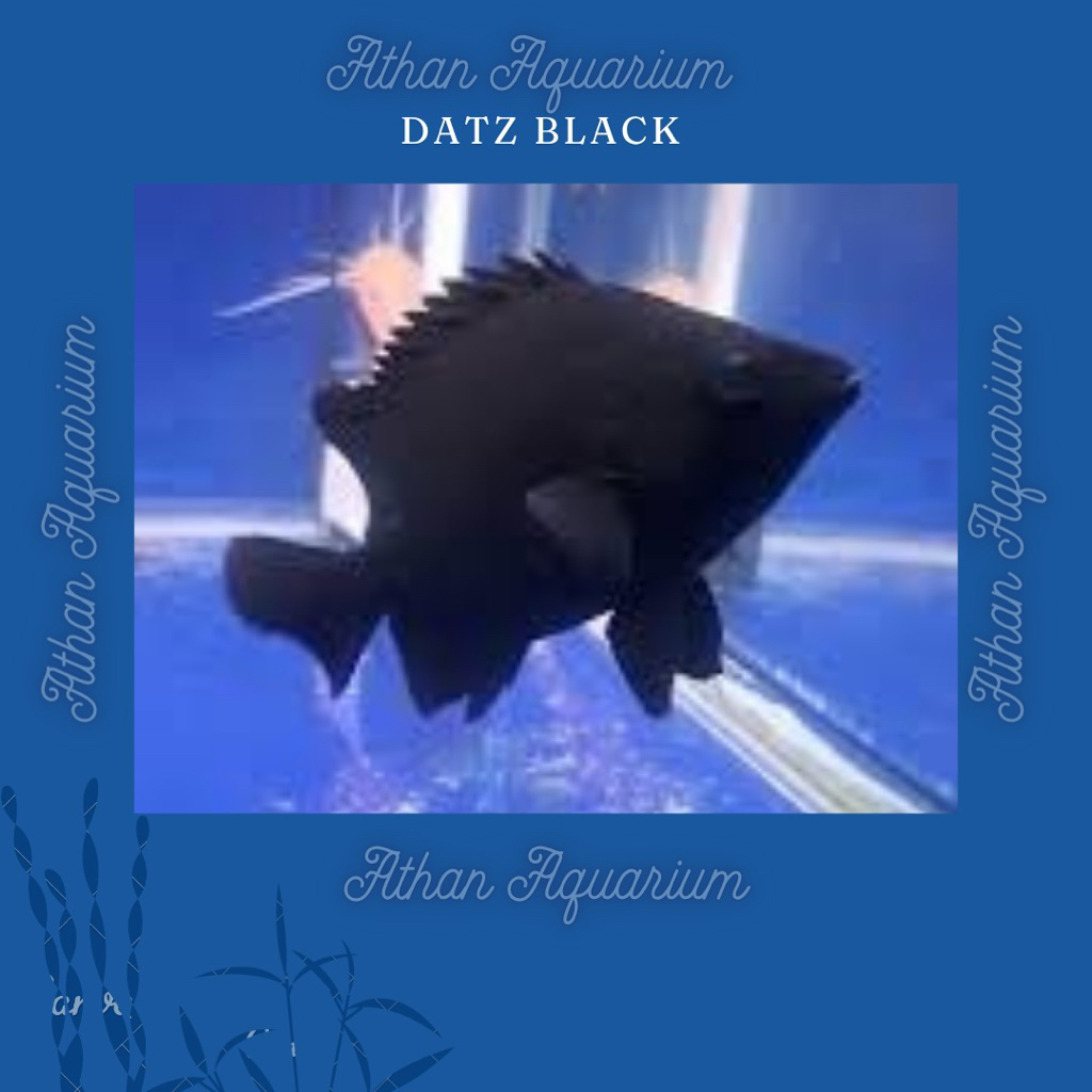 Datz Black/Tiger Fish size besar (JUMBO) cocok untuk indukan ukuran 25-30