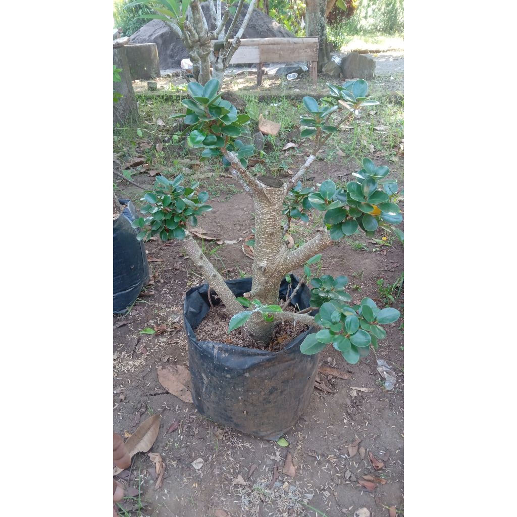 Beli 2 gratis 1 Jepang kimeng dolar Bonsai mikro Mini – Cantik & Mudah Dirawat