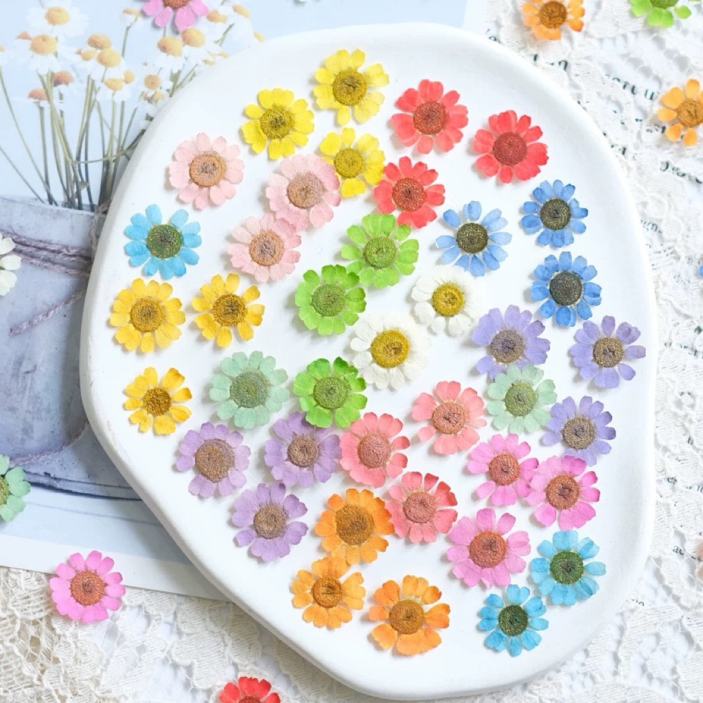 BUNGA IMPOR [ 1 PAK ISI 3] Bunga Chamomile Pressed Resin Bunga Kering Craft DIY