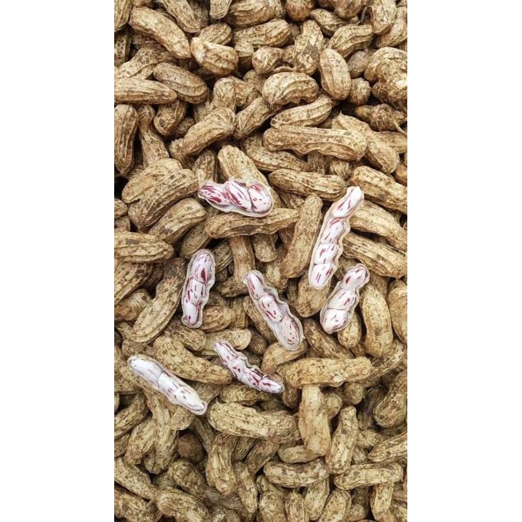 Kacang madu/ Kacang lurik per 1 kg
