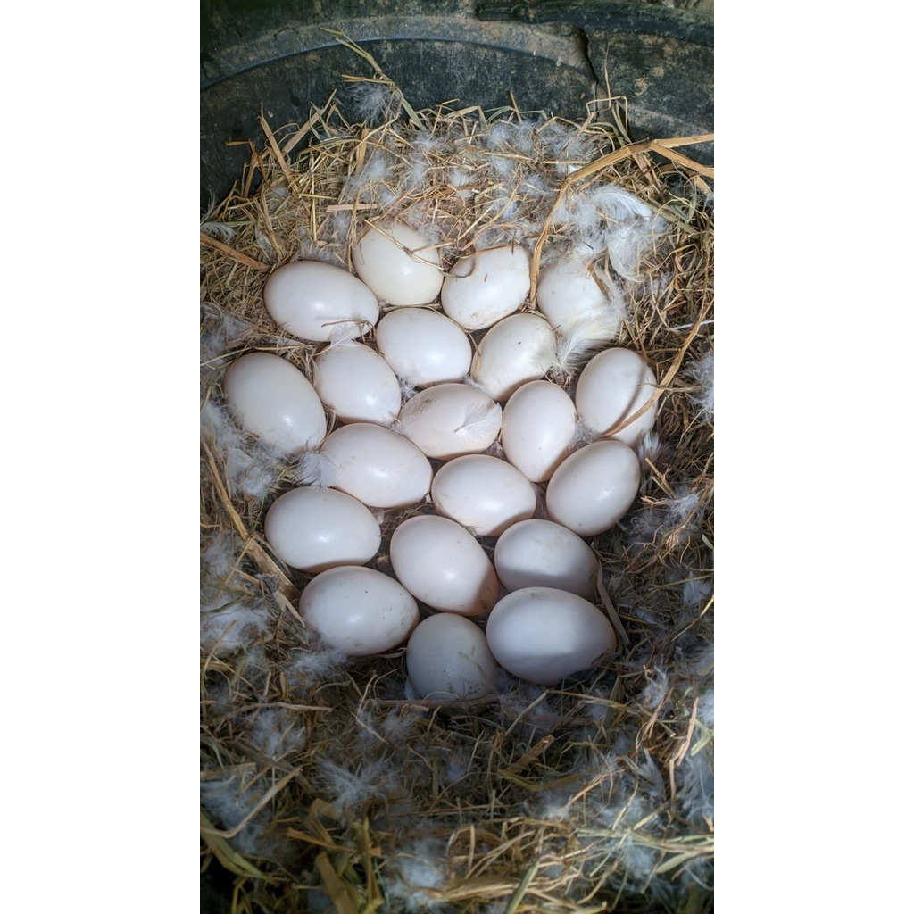 (PRODUK TERLARIS) entok jumbo Telur,fertil,entok,jumbo,leher,panjang,untuk,ditetaskan