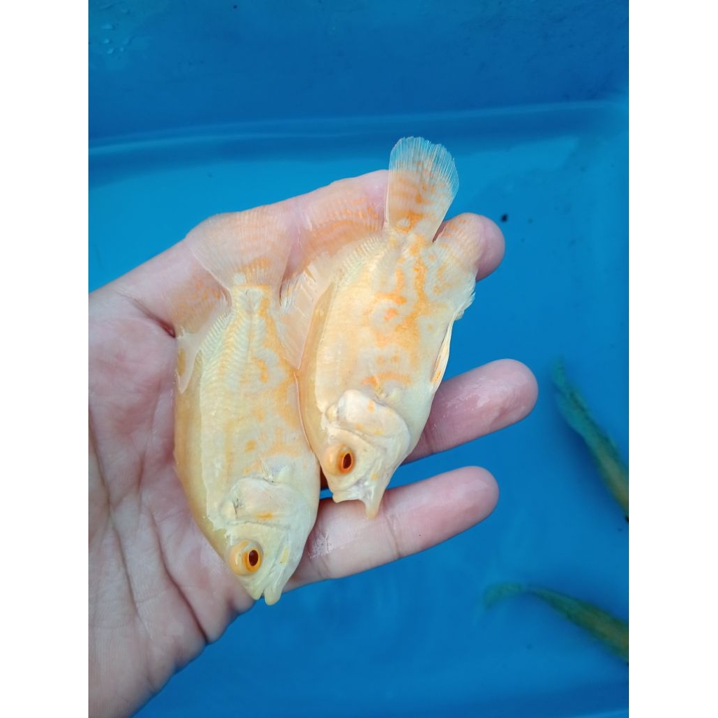 [EKSTRAK KETAPANG] oscar tiger albino uk 8-9-10cm