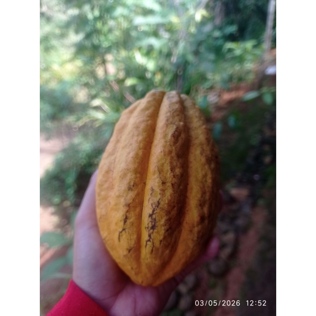 Buah coklat tua /matang 1 buah