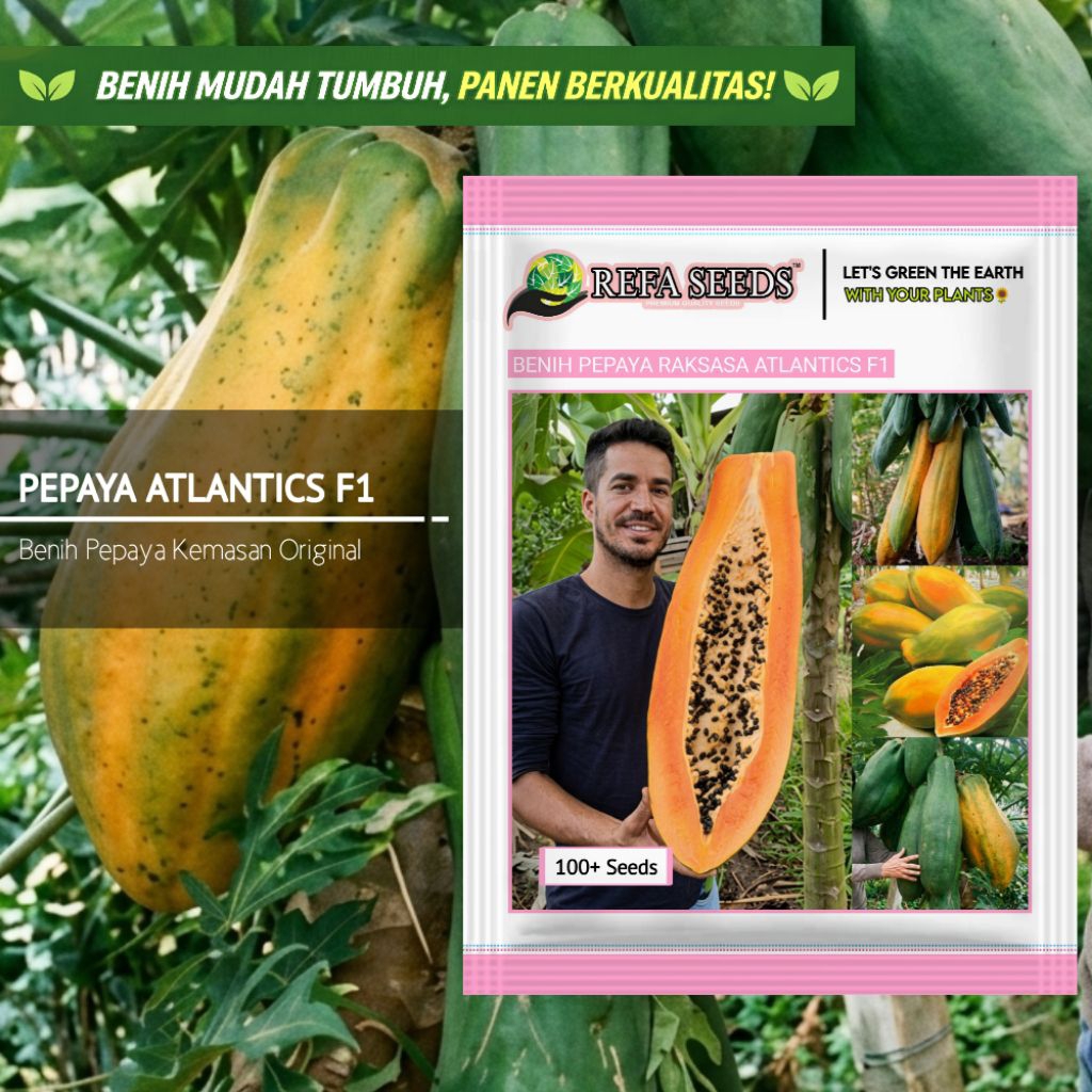 1 Pak 100 Biji Benih Pepaya Raksasa Atlantics F1 Kemasan Original | Cepat Panen | Pepaya Jumbo