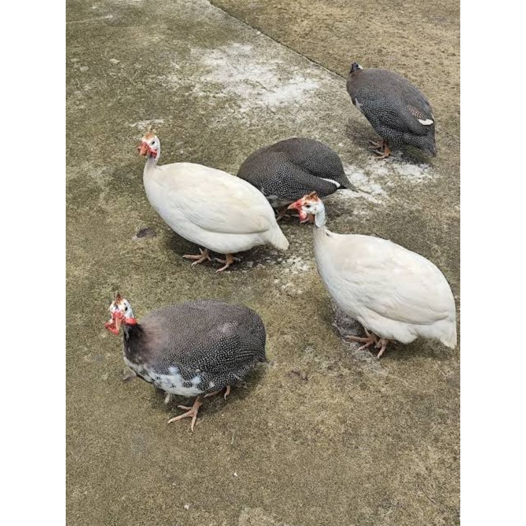 Indukan ayam mutiara