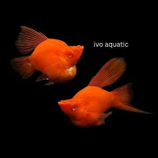 Platy Xiphophorus Swordtail Bloodred Highfin Balloon / Blood Red High Fin Balon