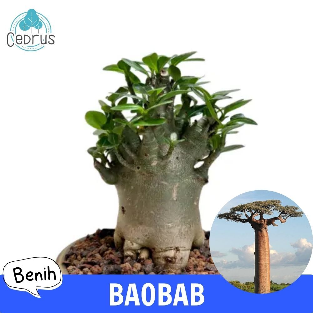 Benih BAOBAB Biji Pohon Adansonia