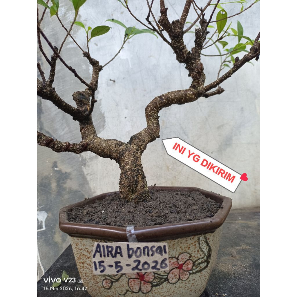 bahan bonsai kimeng meliuk prospek