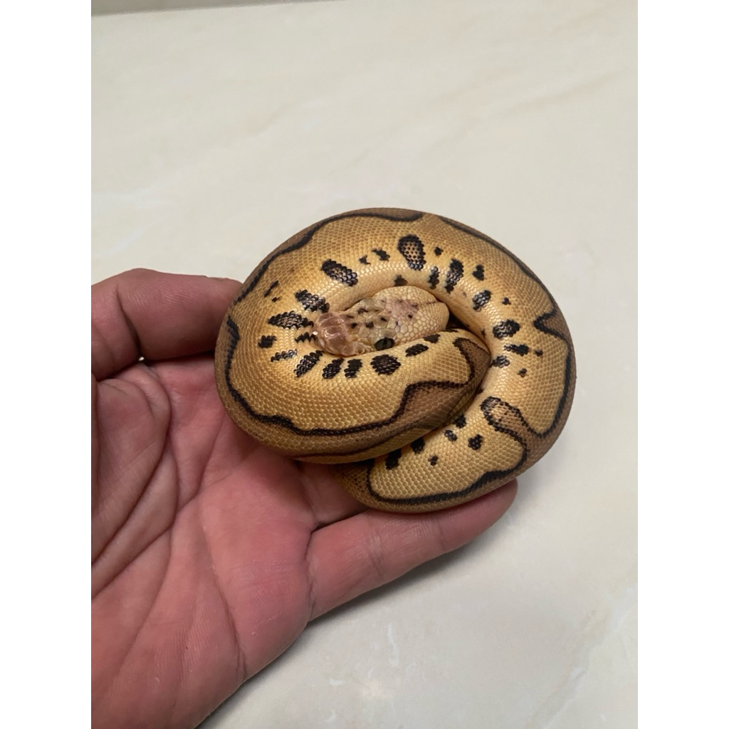 Ball python super pastel leopard clown