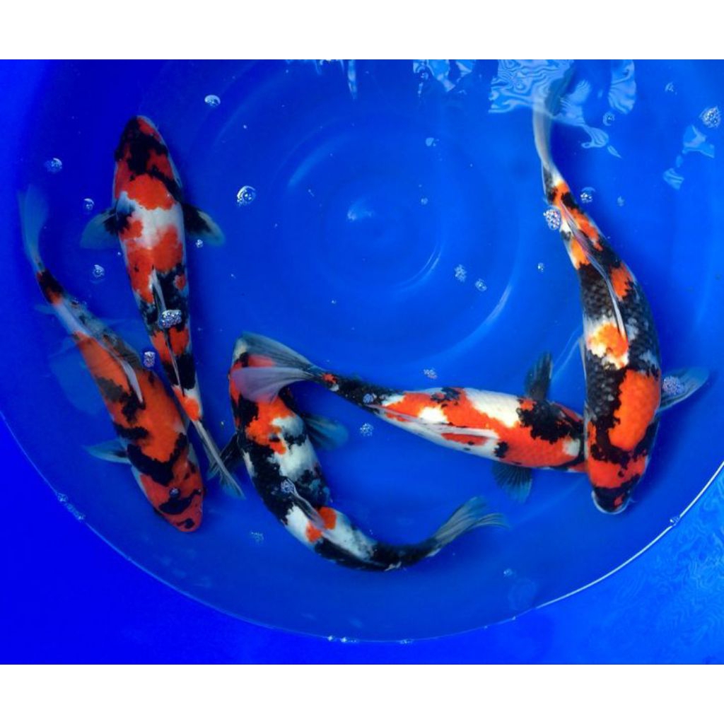 KOI SHOWA "NARUTO" PREMIUM - Ikan Koi Berkualitas Tinggi untuk Kolam Hias