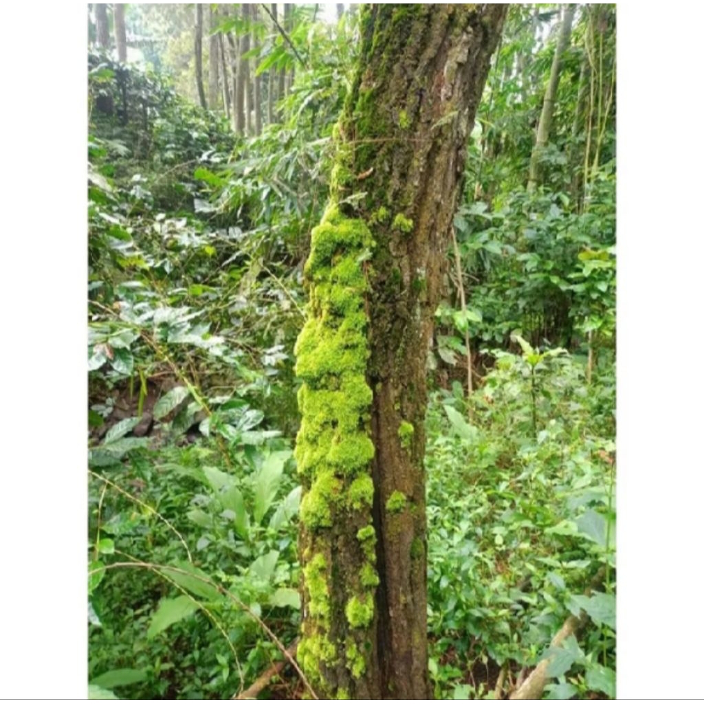 PROMO TERMURAH LUMUT PINUS HIDUP 1KG - MOSS MEDIA TANAM