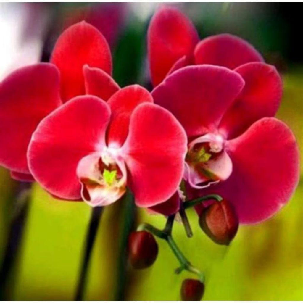 Anggrek Dendrobium Bunga Merah Marun Siap Berbunga