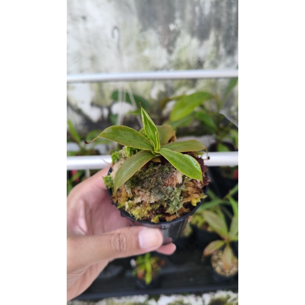 Tanaman hias karnivora kantong semar Nepenthes Northiana pure