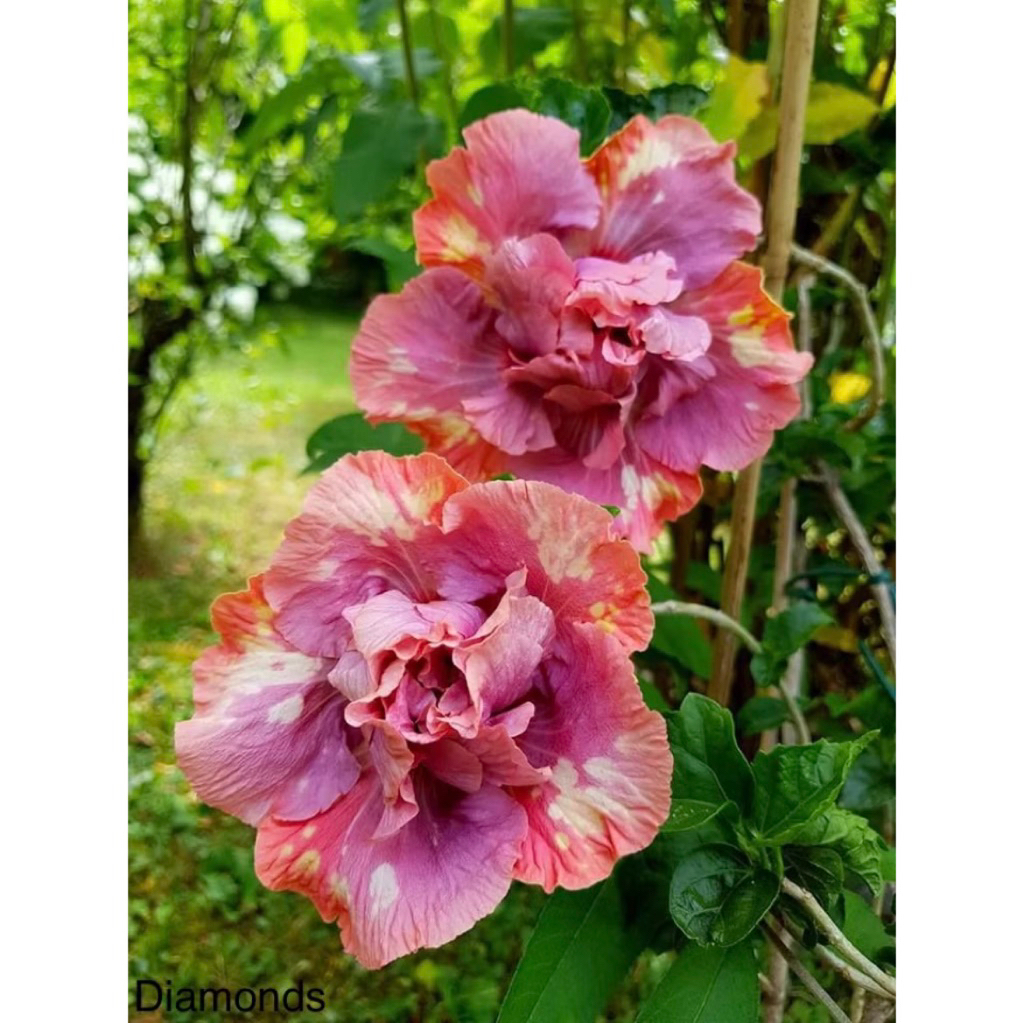 PROMO Tanaman Hias Hibiscus Bunga Sepatu Bangkok Import