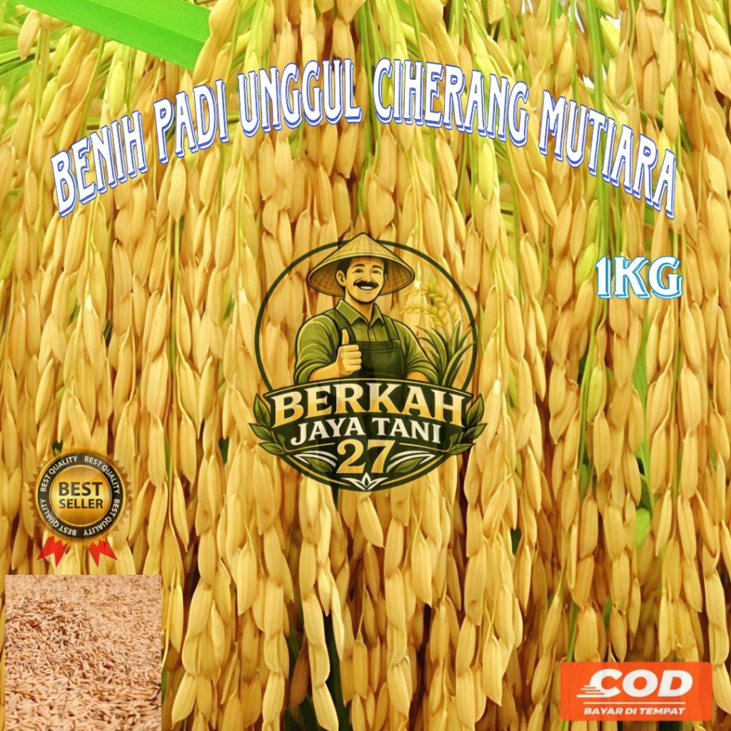 1KG BENIH PADI UNGGUL CIHERANG MUTIARA BERKUALITAS