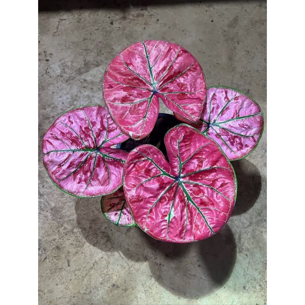 ( BISA COD ) TERMURAH!! BIBIT BONGGOL CALADIUM IMPORT THAILAND - KELADI THAILAND VARIAN JENIS WARNA 